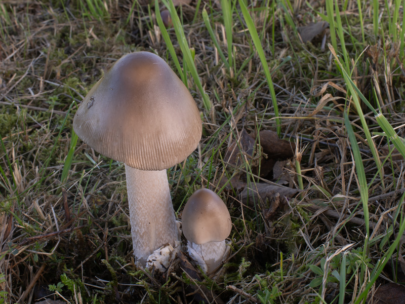 Amanita coryli